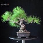 Pinus Thunbergii - Pino nero - immagine 4