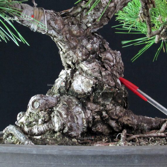 Pinus Thunbergii - Pino nero - immagine 5