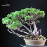 Pinus Pentaphylla