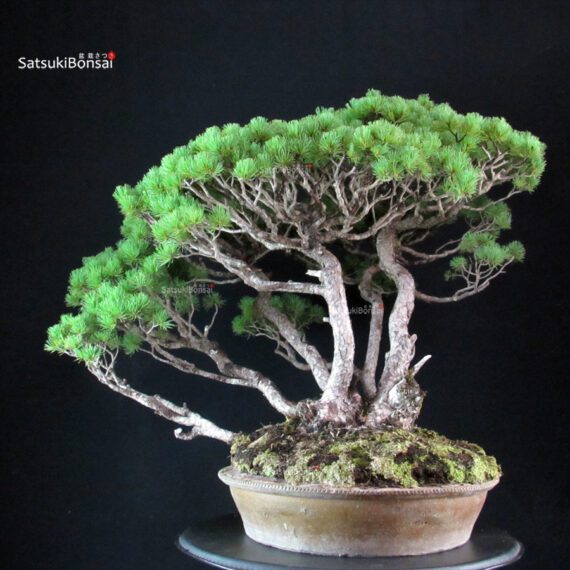 Pinus Pentaphylla - immagine 3