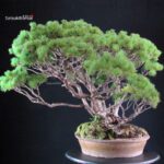Pinus Pentaphylla - immagine 4