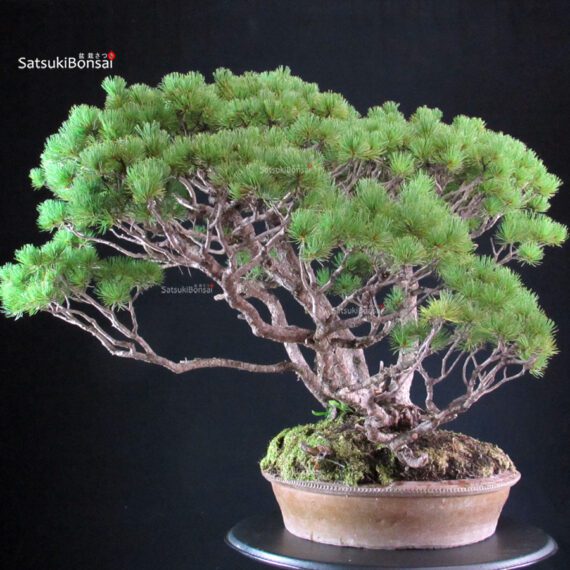Pinus Pentaphylla - immagine 4