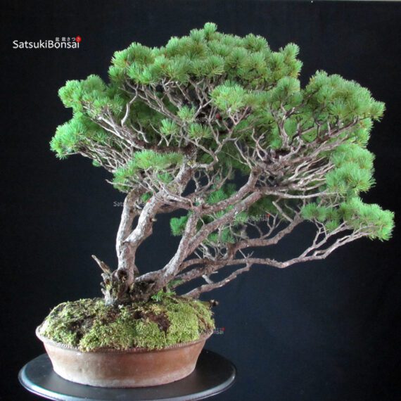 Pinus Pentaphylla - immagine 5
