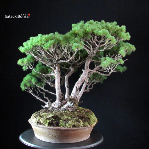 Pinus Pentaphylla - immagine 6