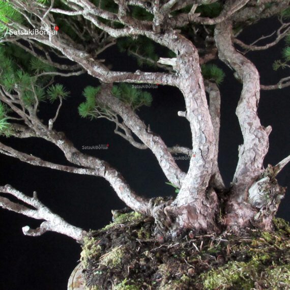 Pinus Pentaphylla - immagine 2