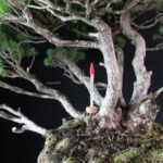 Pinus Pentaphylla - immagine 7
