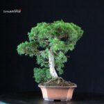 Juniperus Chinensis Itoigawa - immagine 2