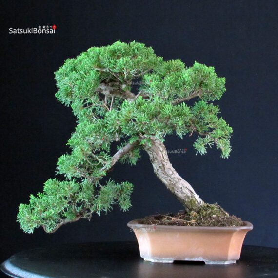 Juniperus Chinensis Itoigawa - immagine 3