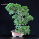 Juniperus Chinensis Itoigawa - immagine 4