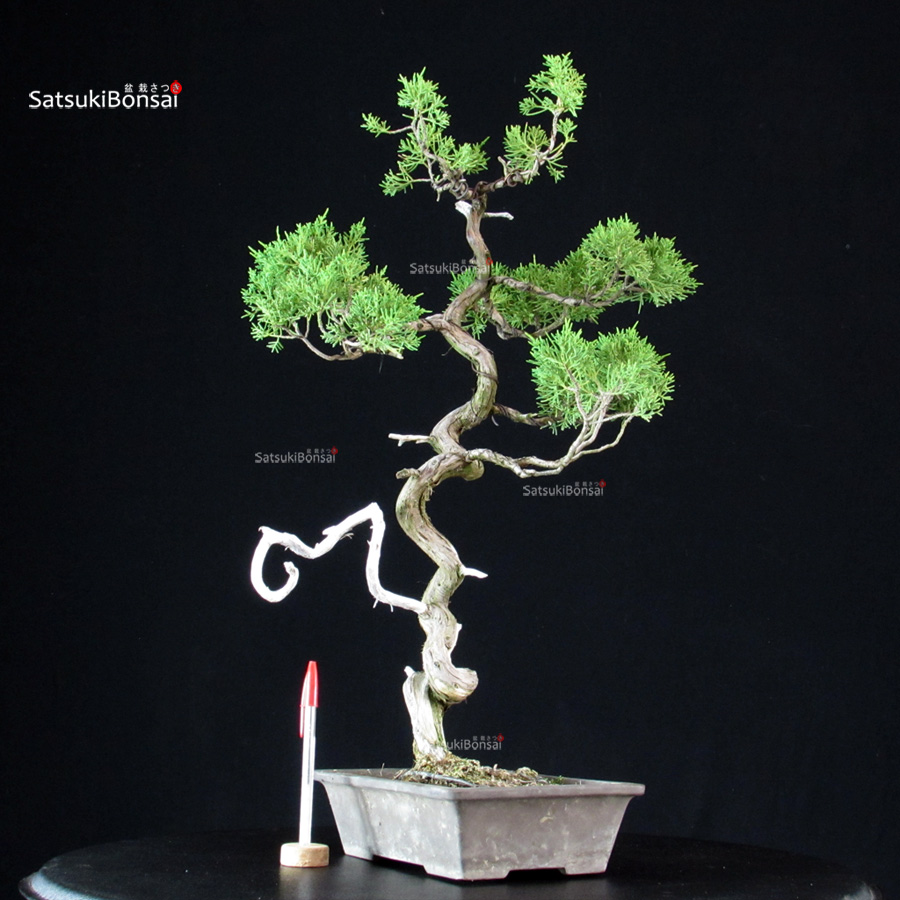 6460_1-Juniperus-chinensis-itoigawa Juniperus Chinensis Itoigawa - immagine 1