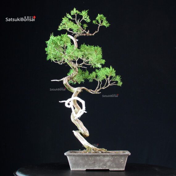 Juniperus Chinensis Itoigawa - immagine 2