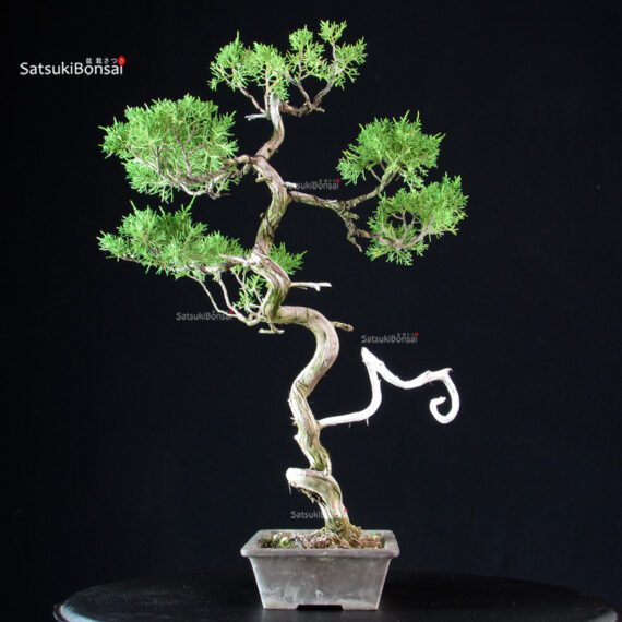 Juniperus Chinensis Itoigawa - immagine 3