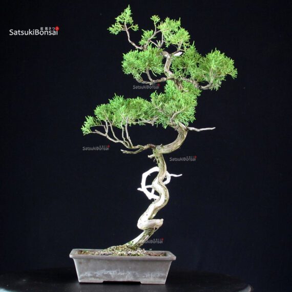 Juniperus Chinensis Itoigawa - immagine 4