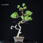 Juniperus Chinensis Itoigawa - immagine 5