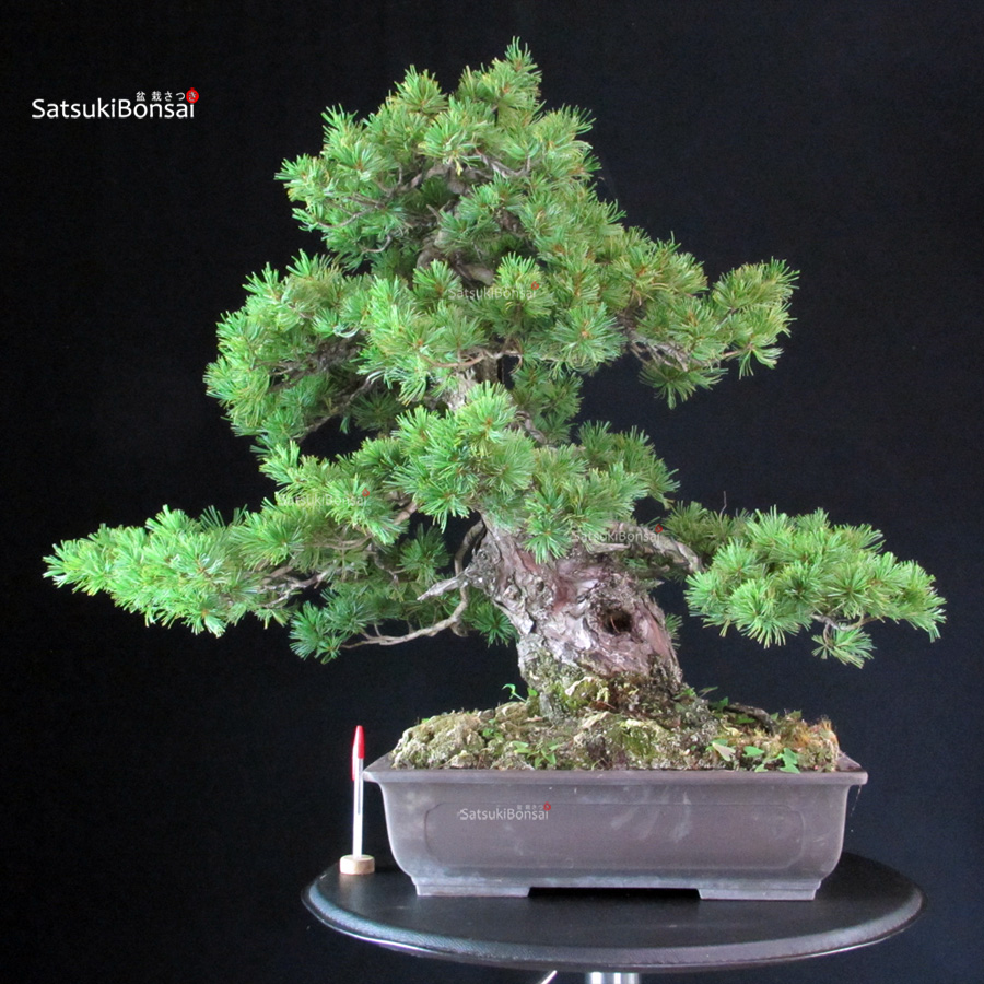 6491_2-Pinus-pentaphylla-Azuma Pinus Pentaphylla Azuma - immagine 1