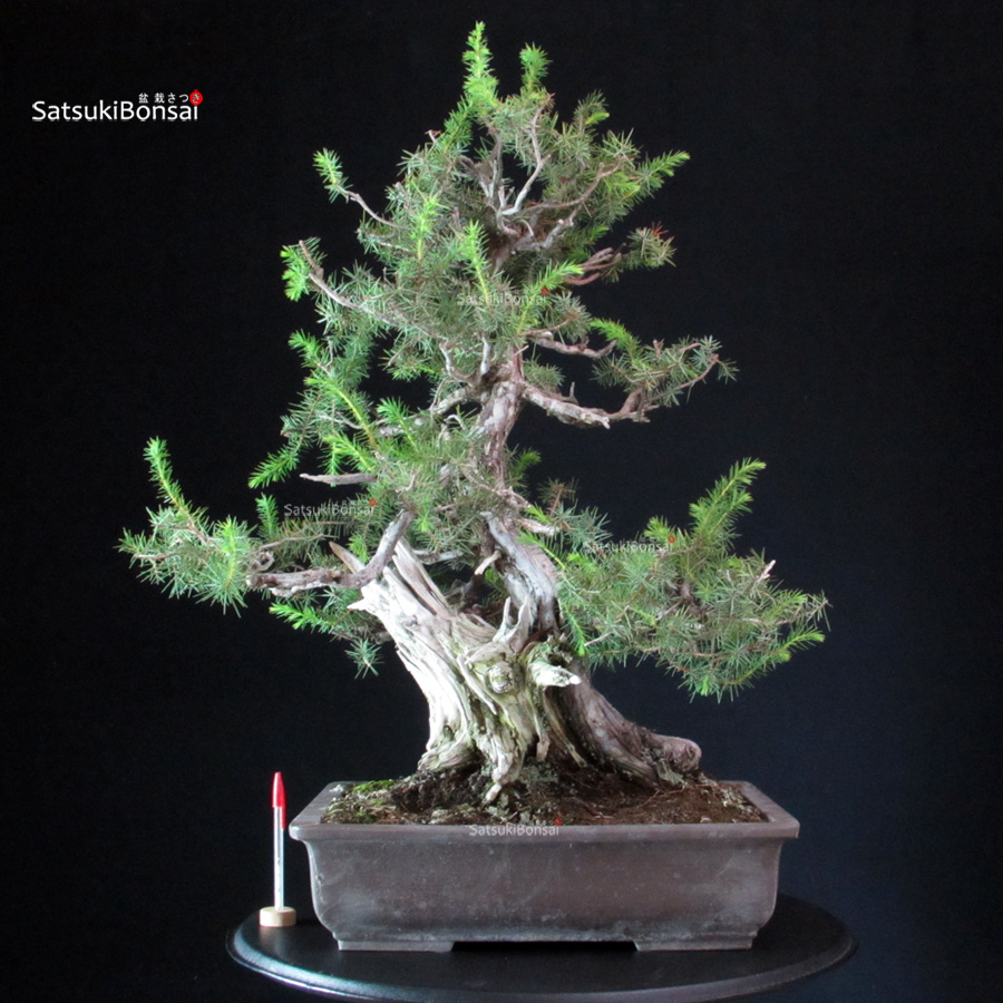 6515_1-Juniperus-Rigida-Tosho Juniperus Rigida - Tosho - immagine 1