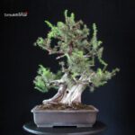 Juniperus Rigida - Tosho - immagine 4