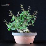 Ilex serrata - immagine 2