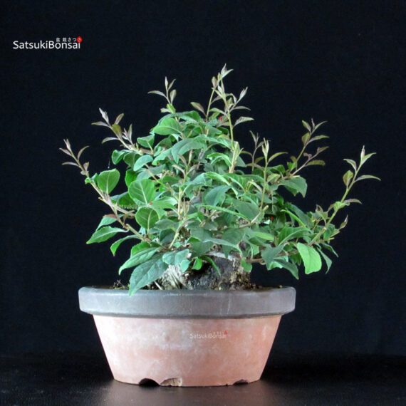 Ilex serrata - immagine 4