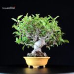 Malus spp. - immagine 4