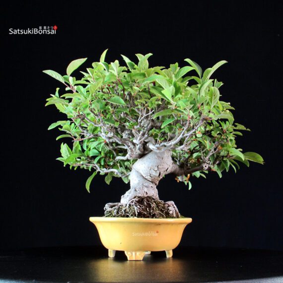 Malus spp. - immagine 4
