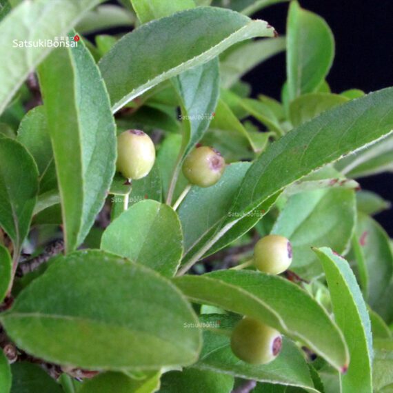 Malus spp. - immagine 5