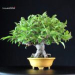 Malus spp. - immagine 2