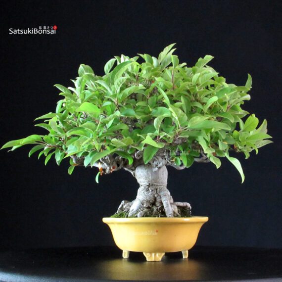 Malus spp. - immagine 2