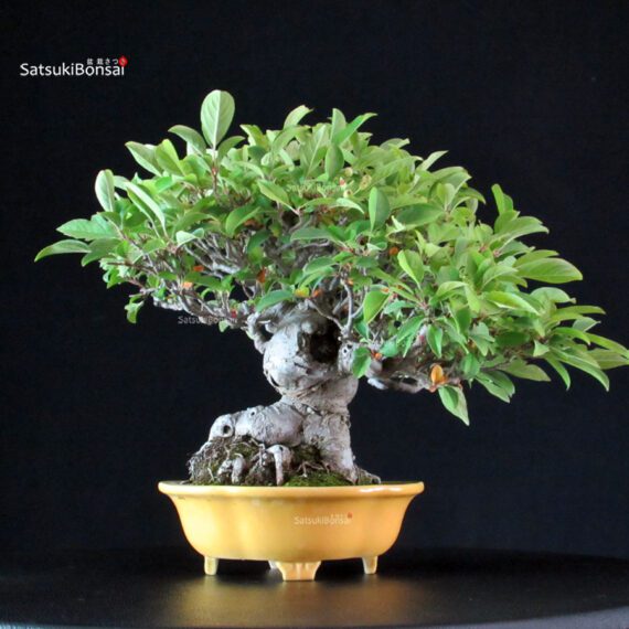 Malus spp. - immagine 3