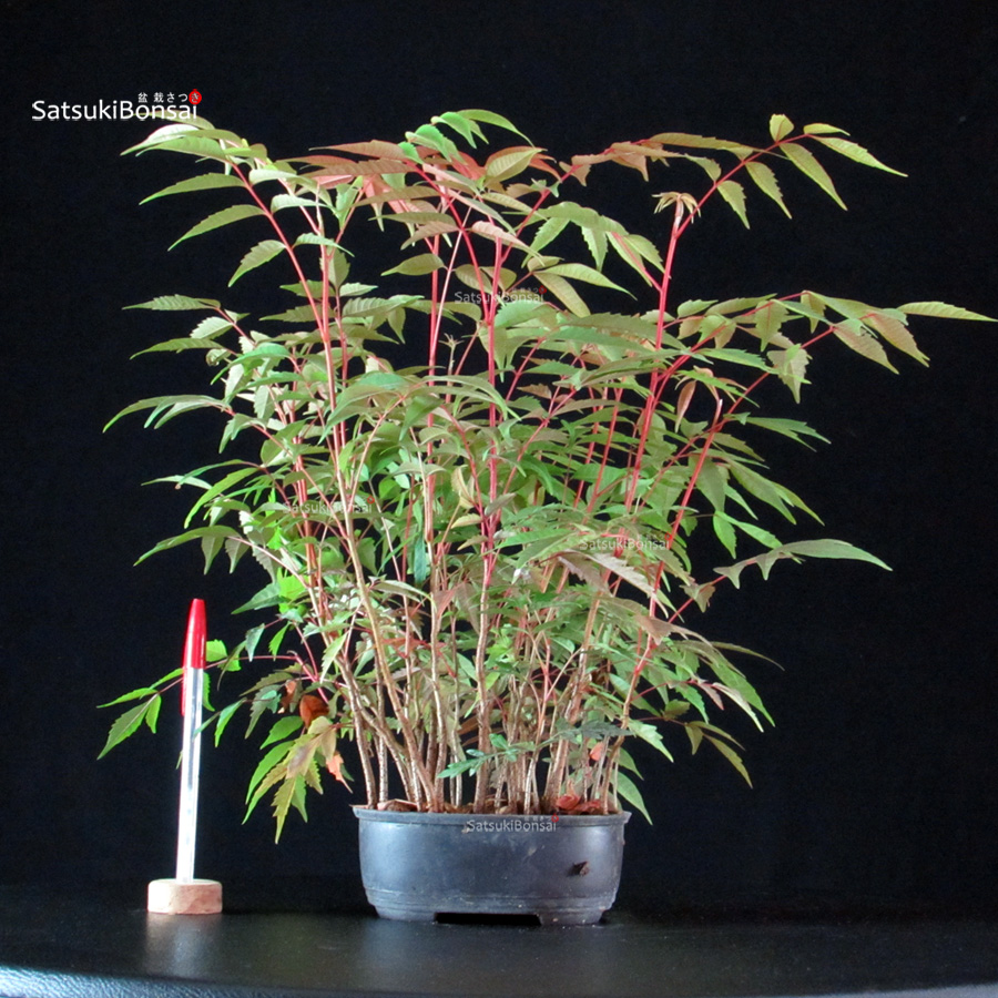 6075_1-Rhus-Succedanea Rhus Succedanea - immagine 1