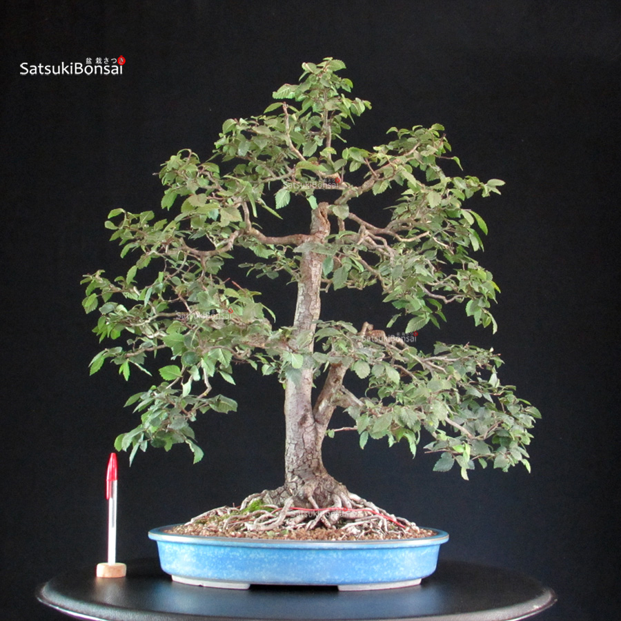 CV-26036_1-Ulmus-Minor Ulmus Minor - Olmo campestre - immagine 1