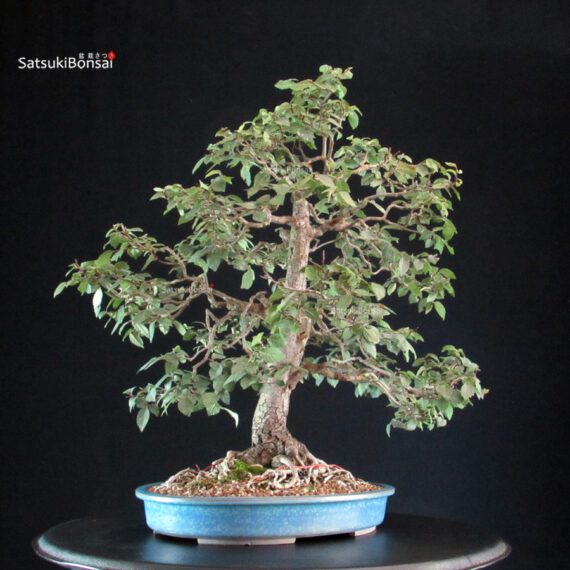 Ulmus Minor - Olmo campestre - immagine 2
