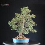 Ulmus Minor - Olmo campestre - immagine 3