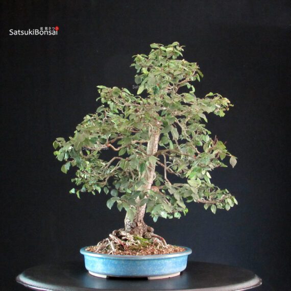 Ulmus Minor - Olmo campestre - immagine 3
