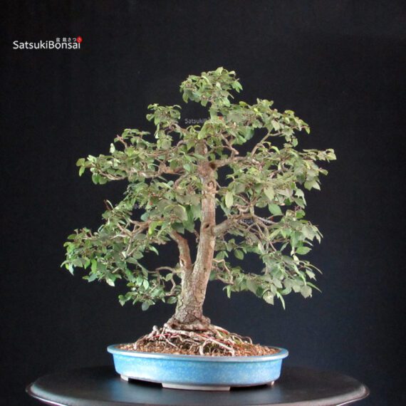 Ulmus Minor - Olmo campestre - immagine 4