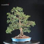 Ulmus Minor - Olmo campestre - immagine 6