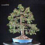 Ulmus Minor - Olmo campestre - immagine 8