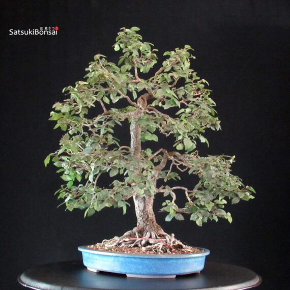Ulmus Minor - Olmo campestre - immagine 8