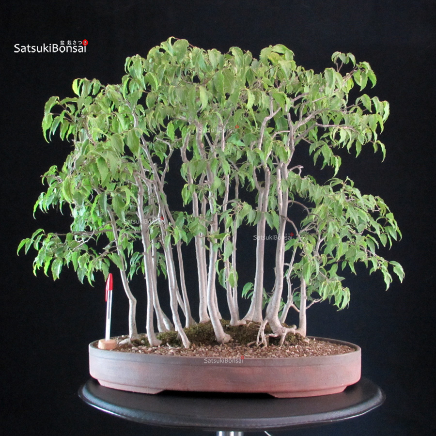 CV-26037_1-Celtis-Australis Celtis Australis - Bagolaro - Bosco - immagine 1