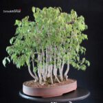 Celtis Australis - Bagolaro - Bosco - immagine 2