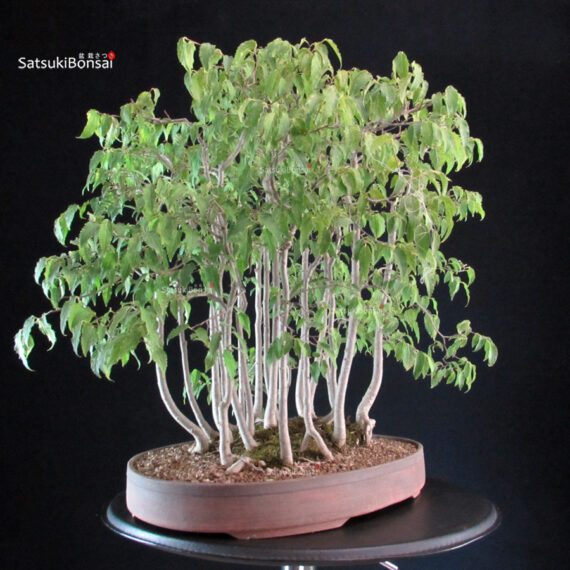 Celtis Australis - Bagolaro - Bosco - immagine 2