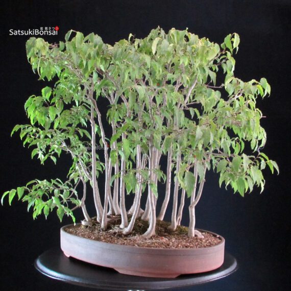 Celtis Australis - Bagolaro - Bosco - immagine 4