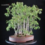 Celtis Australis - Bagolaro - Bosco - immagine 6