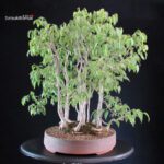 Celtis Australis - Bagolaro - Bosco - immagine 7
